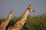 Vumbura Giraffe